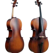 Golden Cello Narzisse Sets