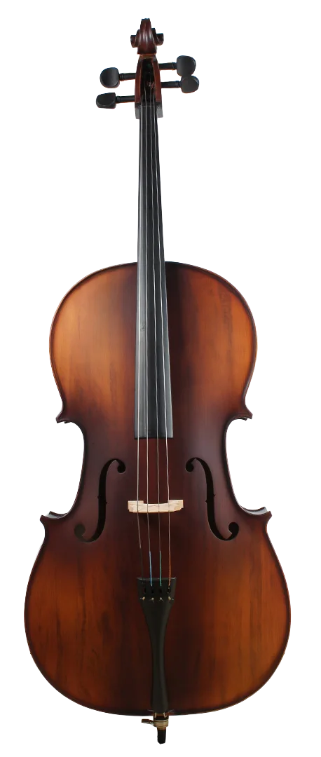Golden Cello Narzisse Sets