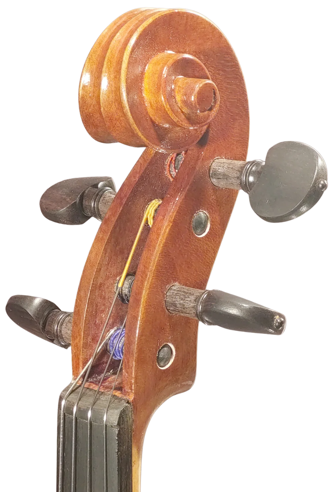 Viola 01