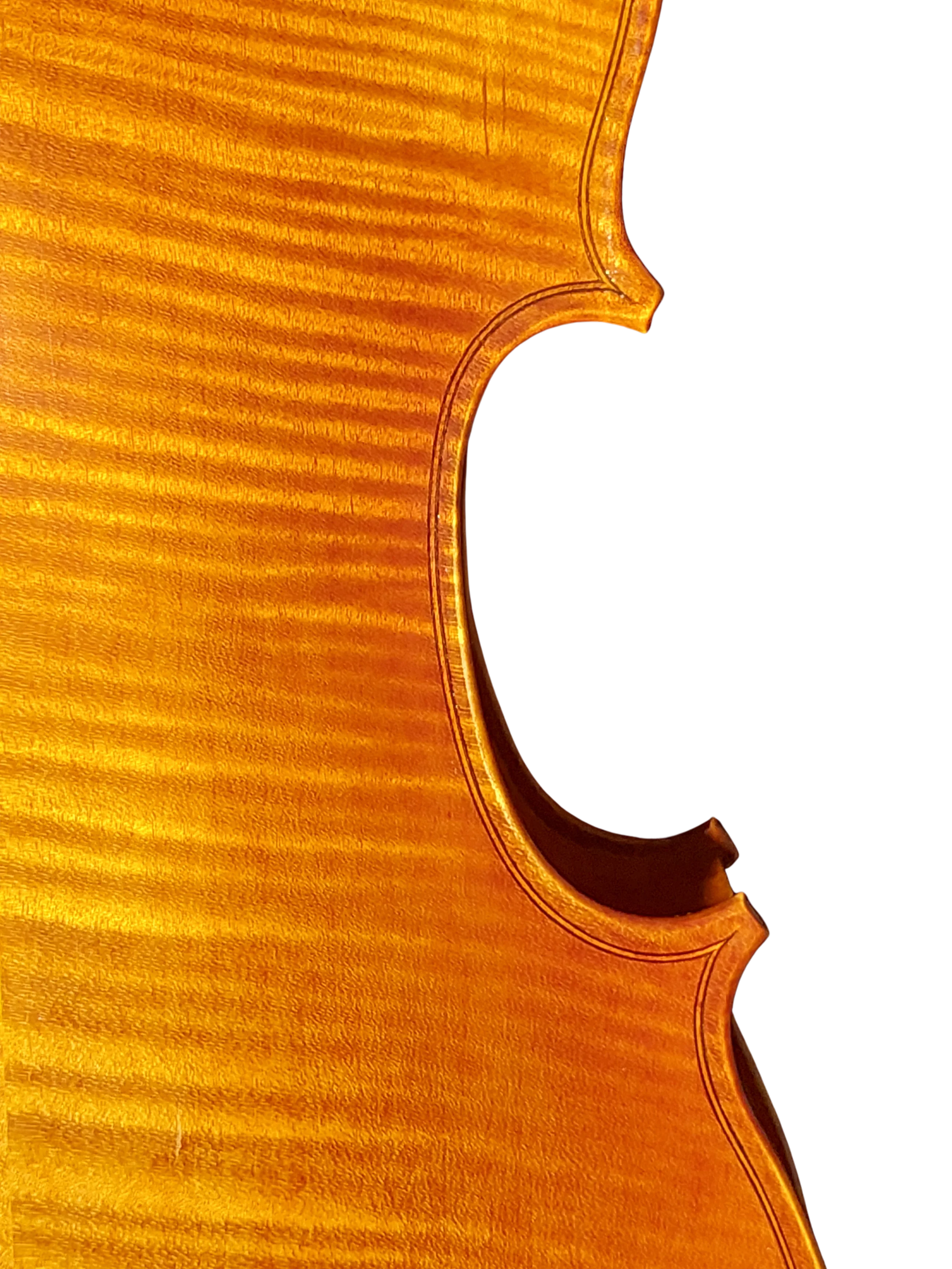 Viola 01