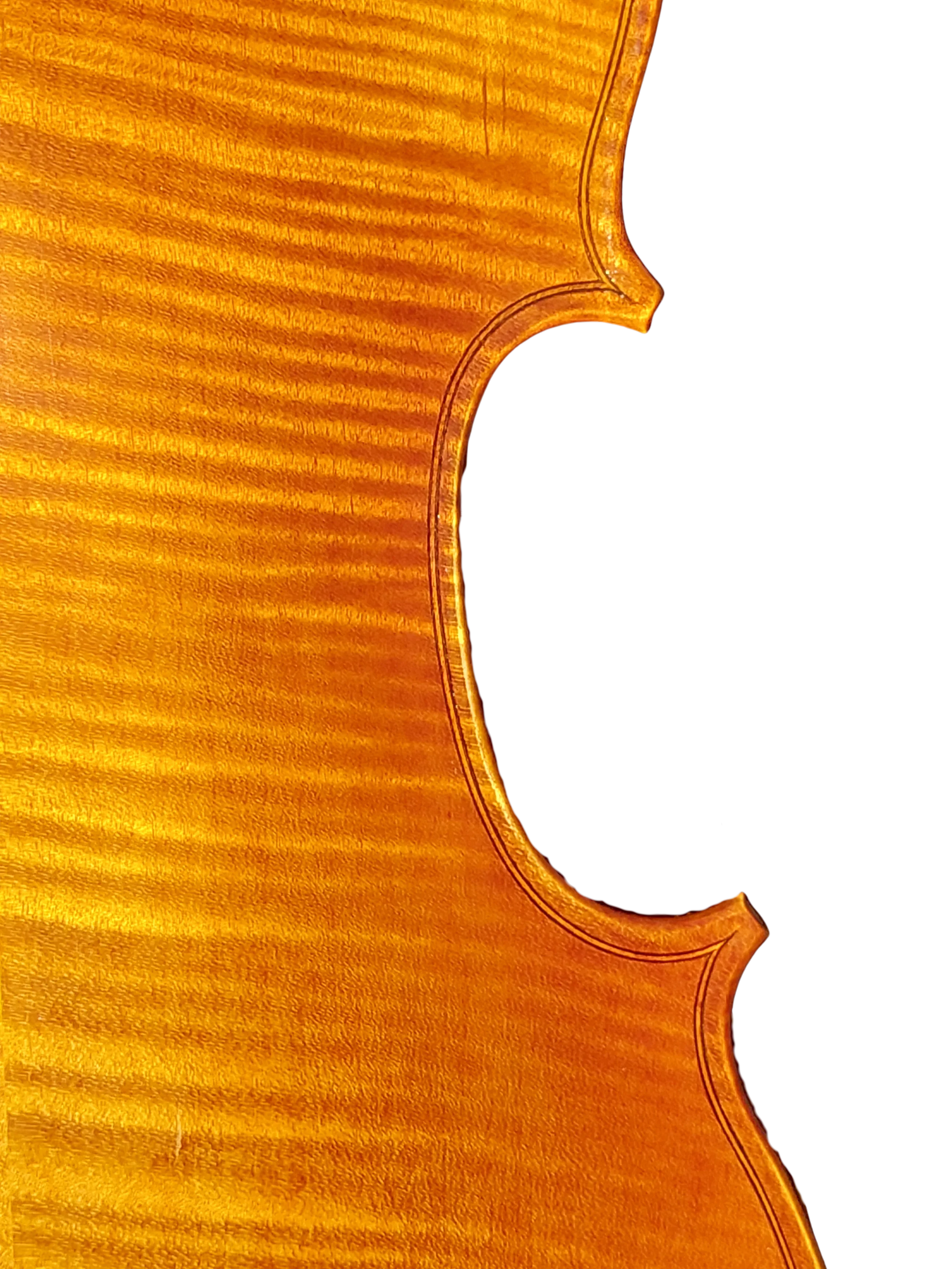Viola 01