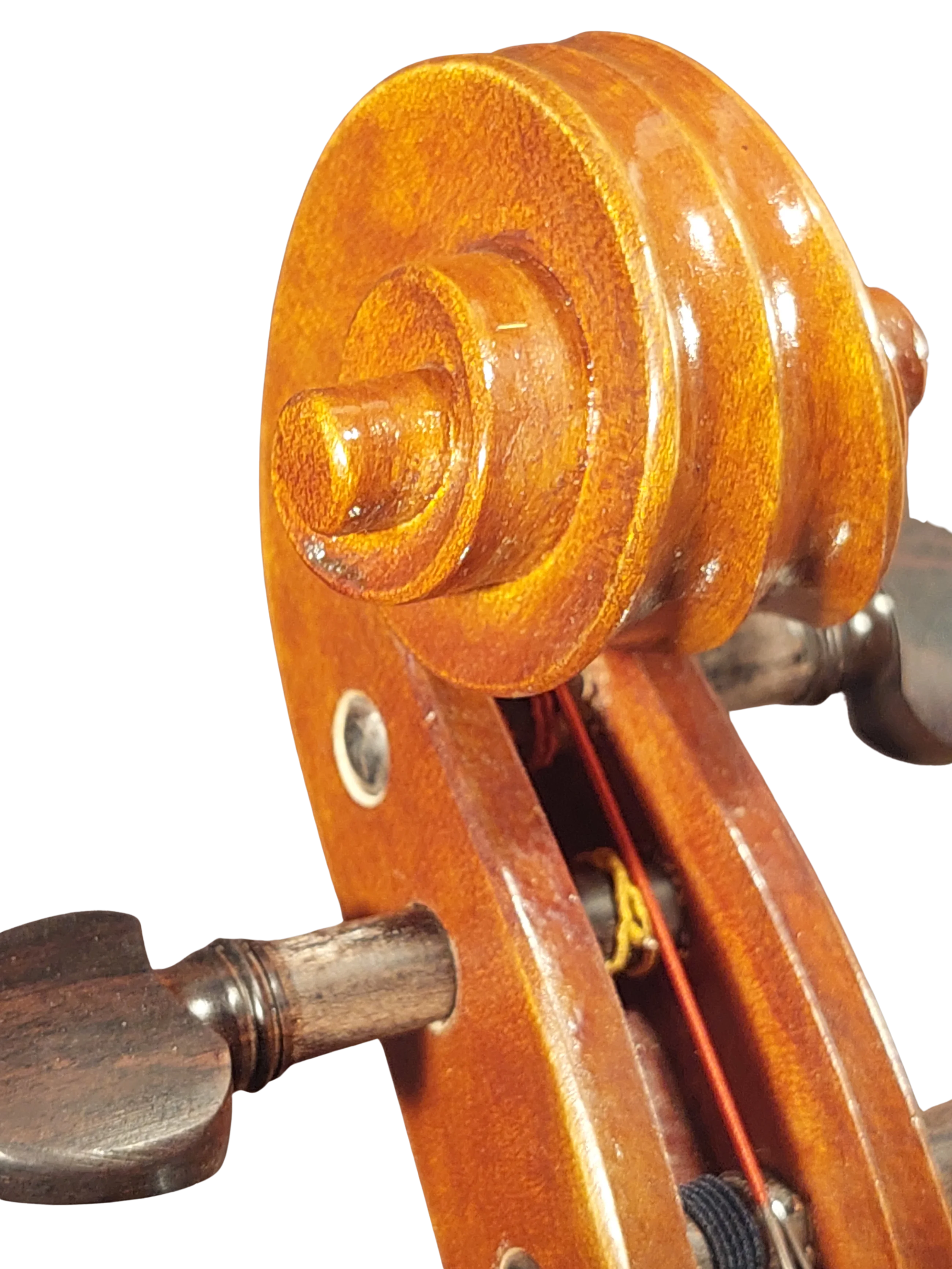 Viola 01