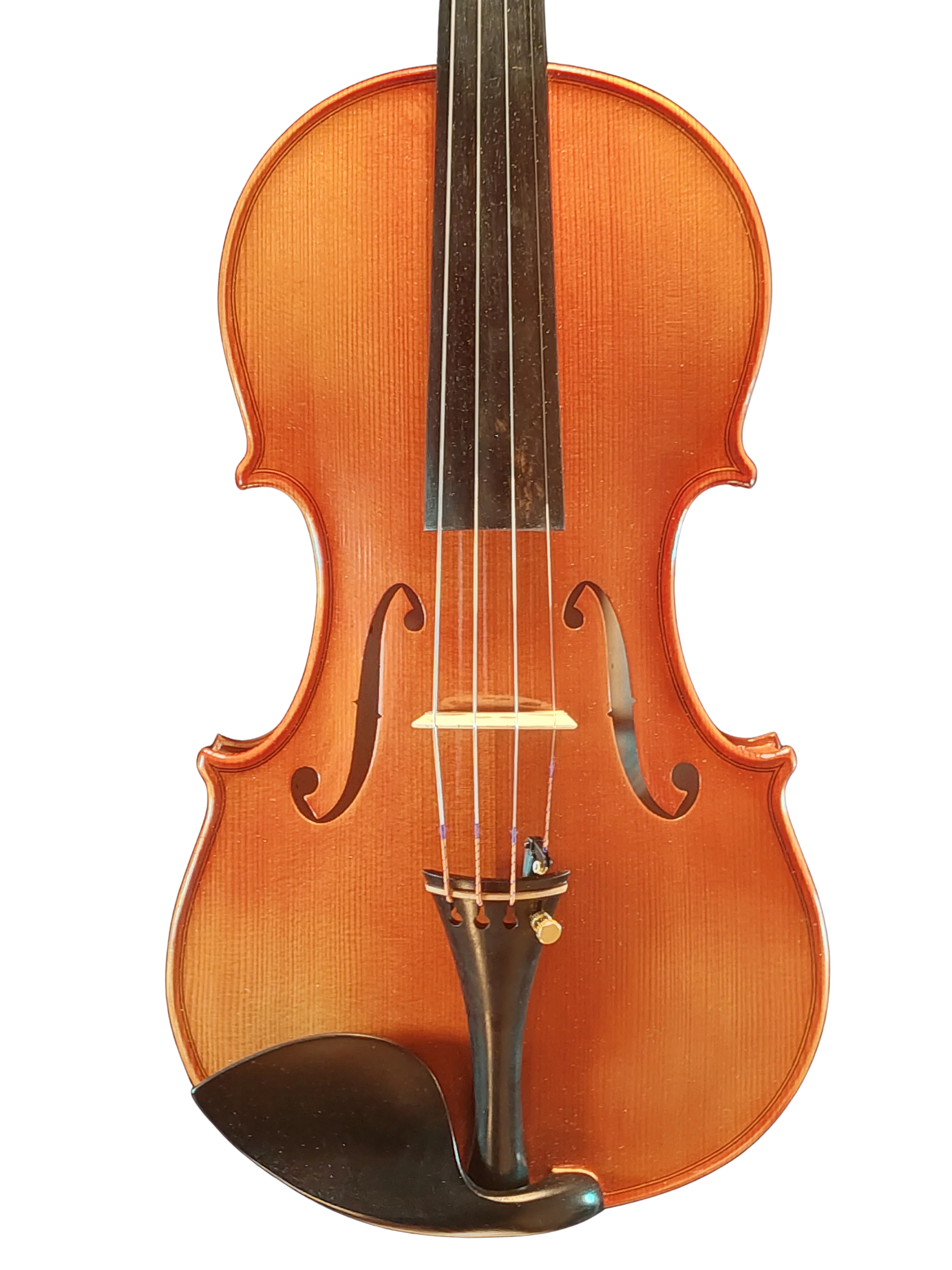 Violine Pauli