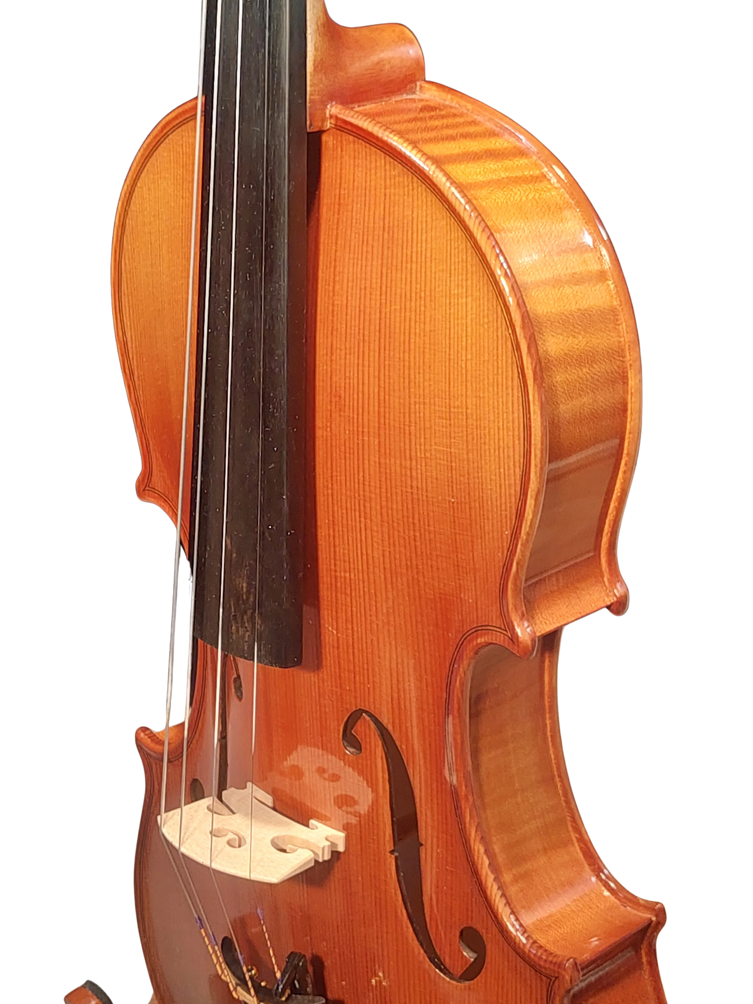 Violine Pauli