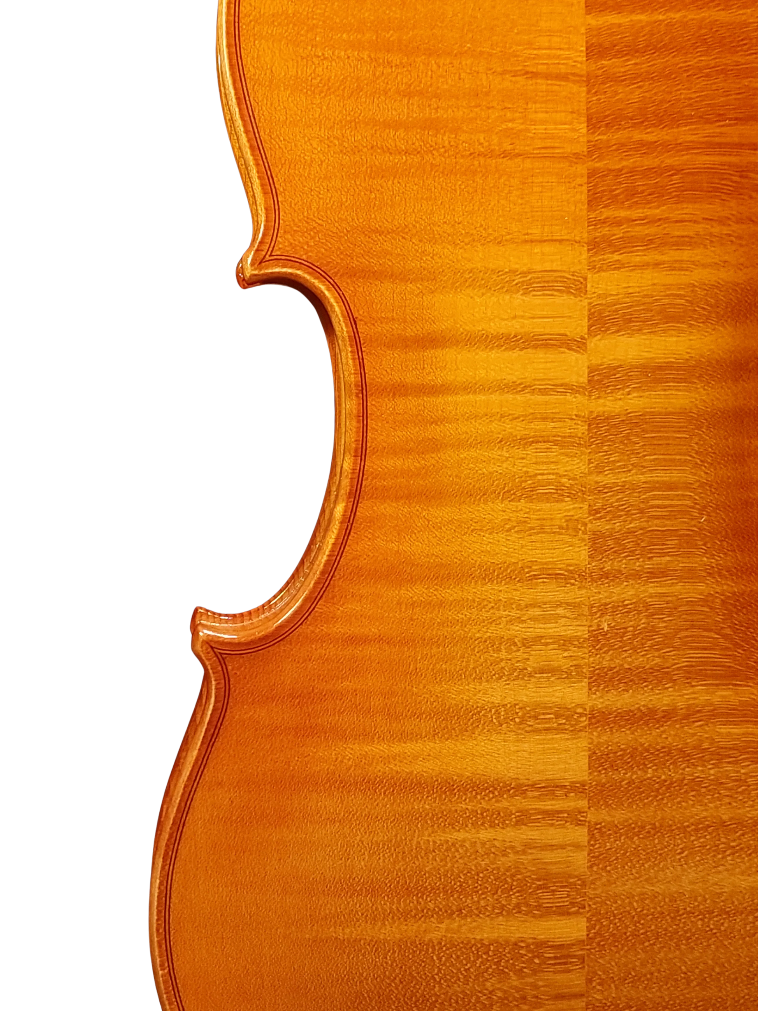 Violine Pauli