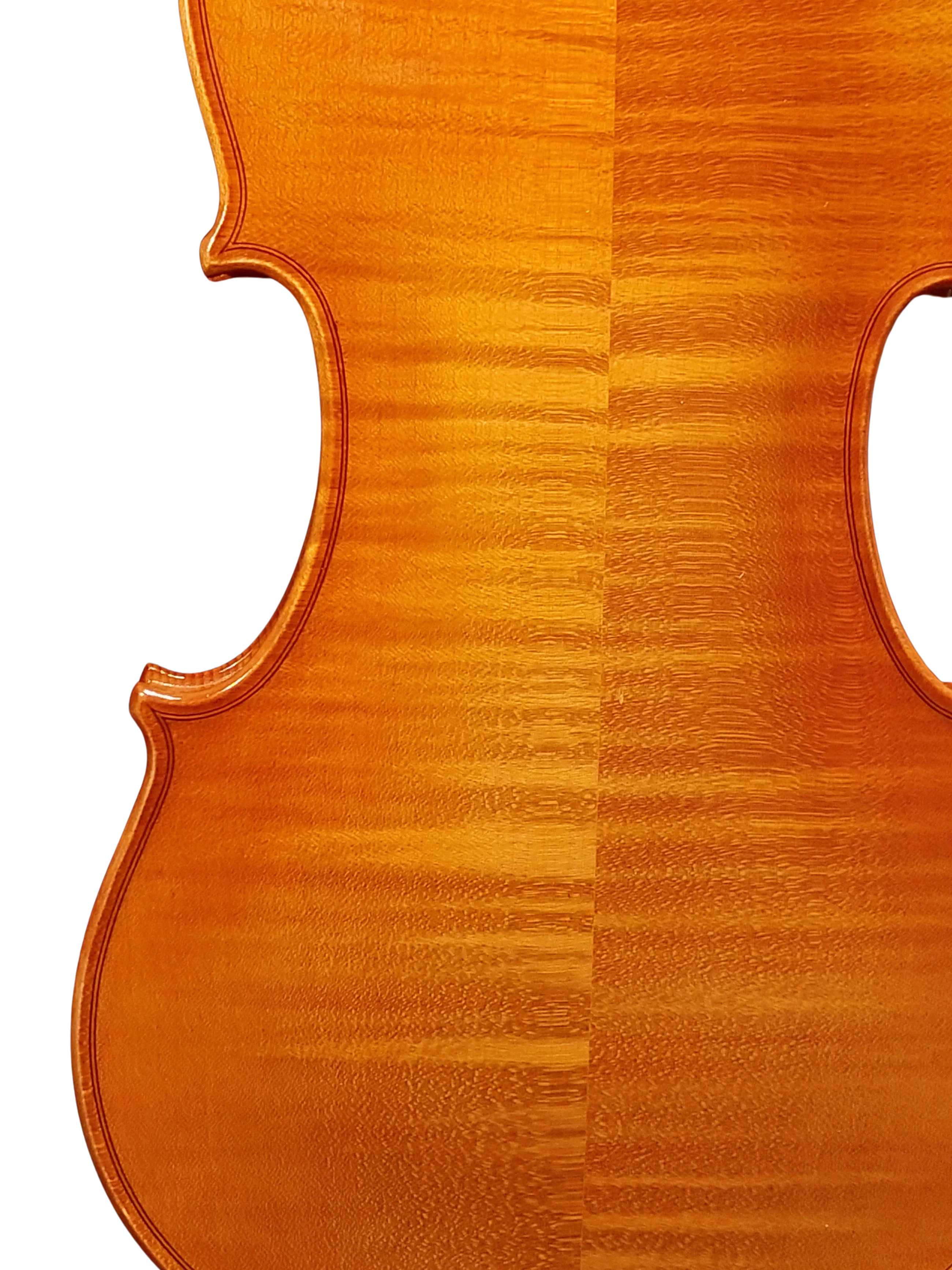 Violine Pauli