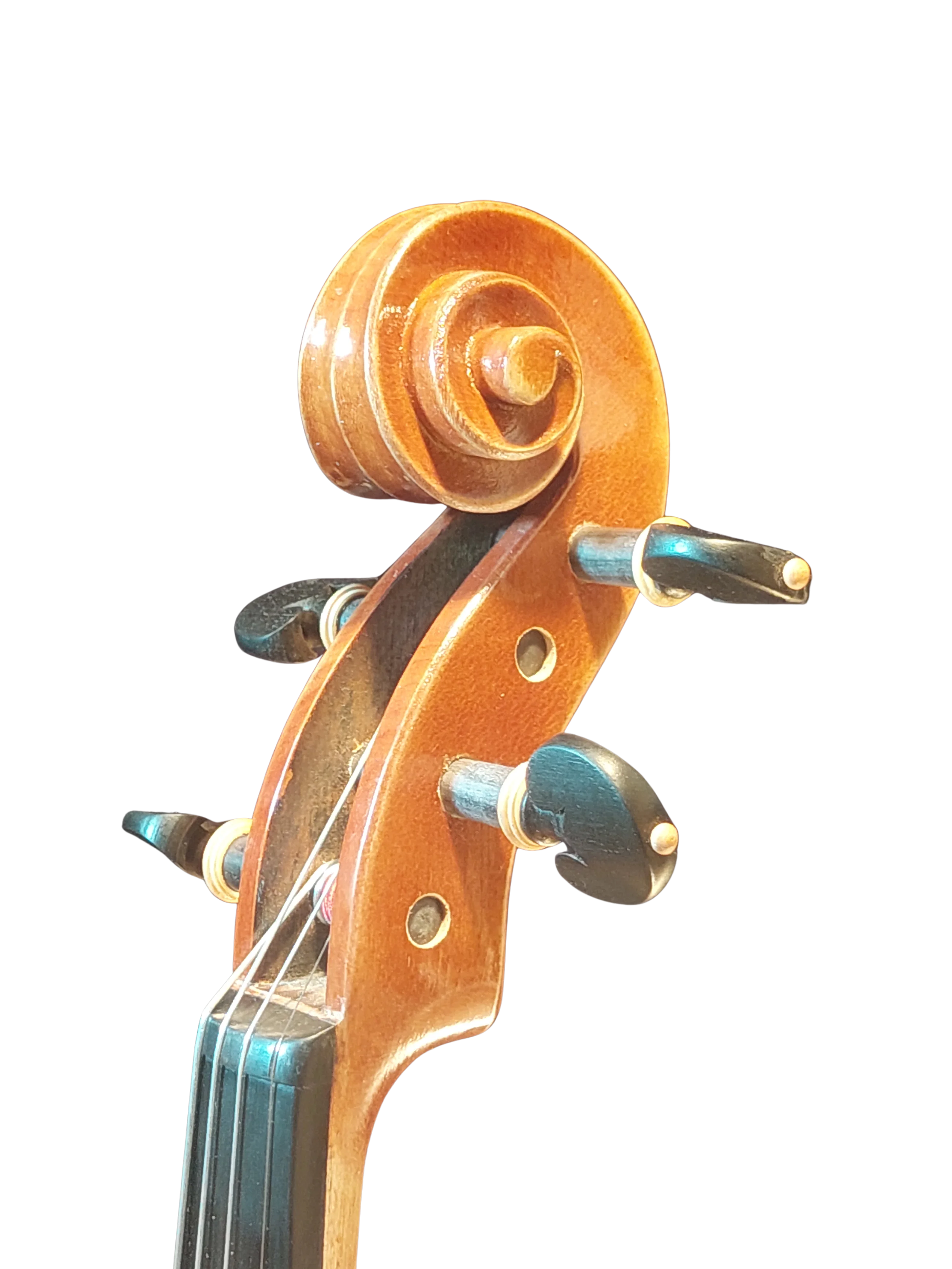 Violine Pauli