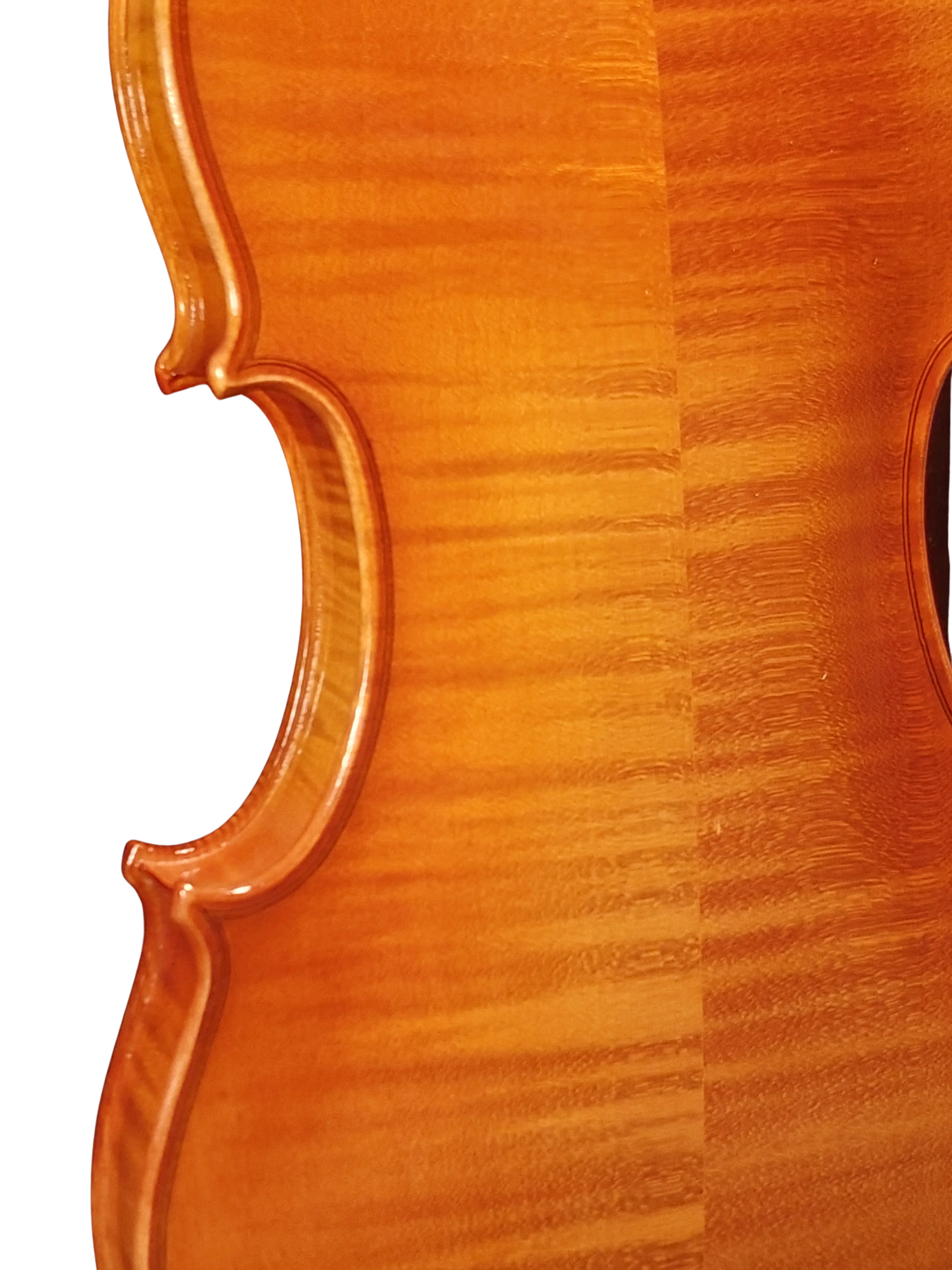 Violine Pauli