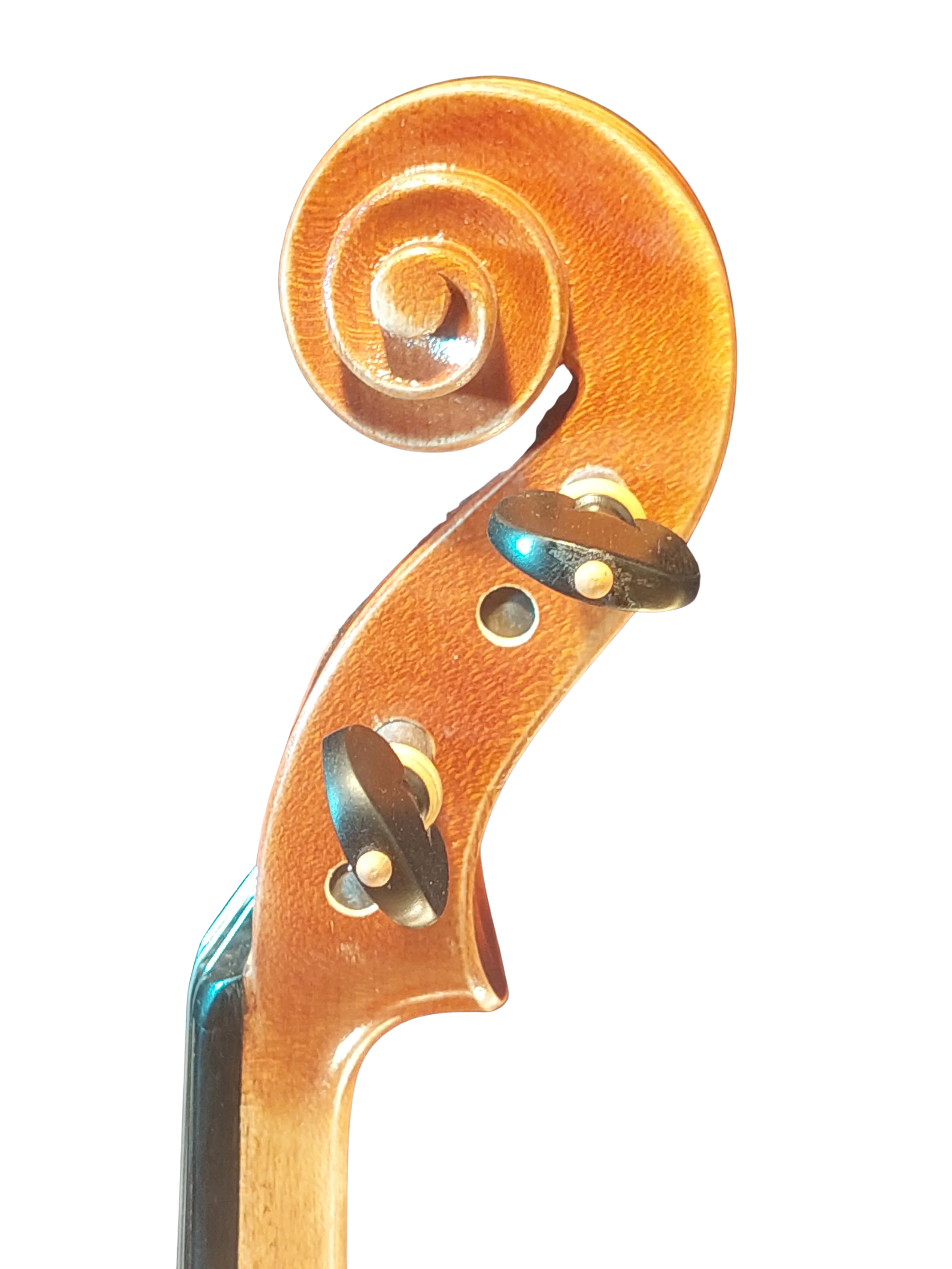 Violine Pauli